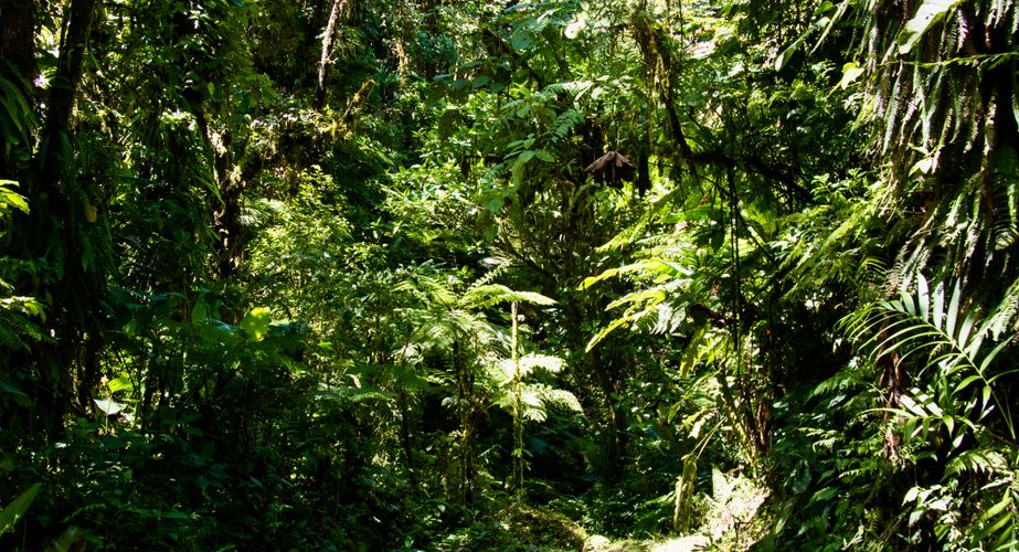 Natuur van Monteverde